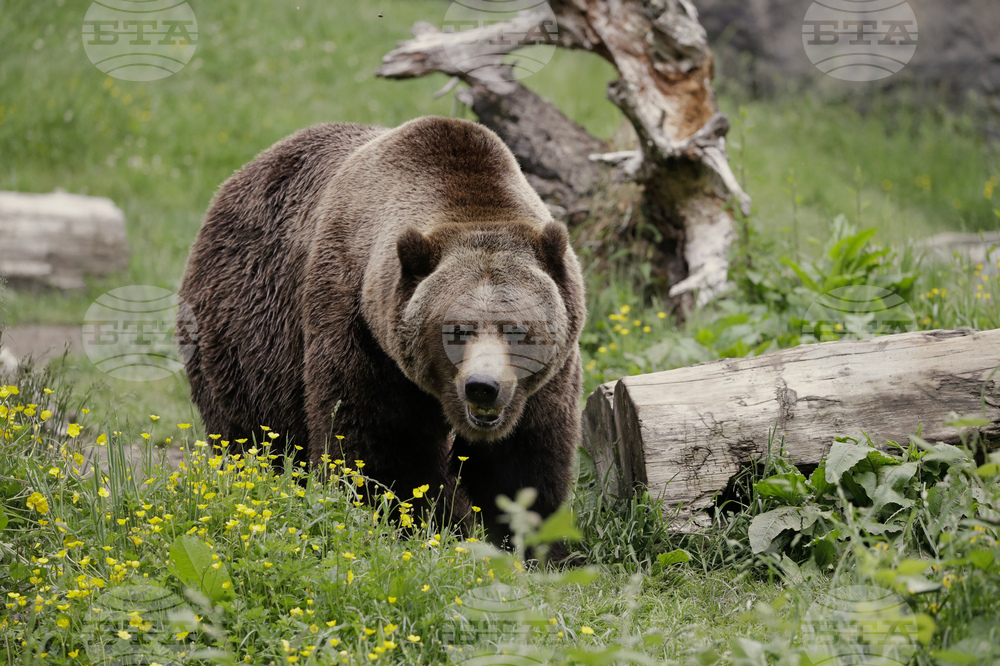 Мечка гризли нападна ученици и учители на планинска пътека в канадската провинция Британска Колумбия; 11 души са пострадали