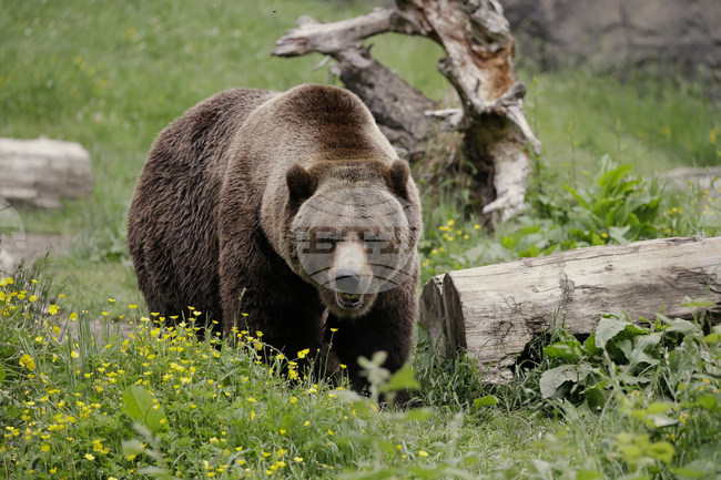 Мечка гризли нападна ученици и учители на планинска пътека в канадската провинция Британска Колумбия; 11 души са пострадали