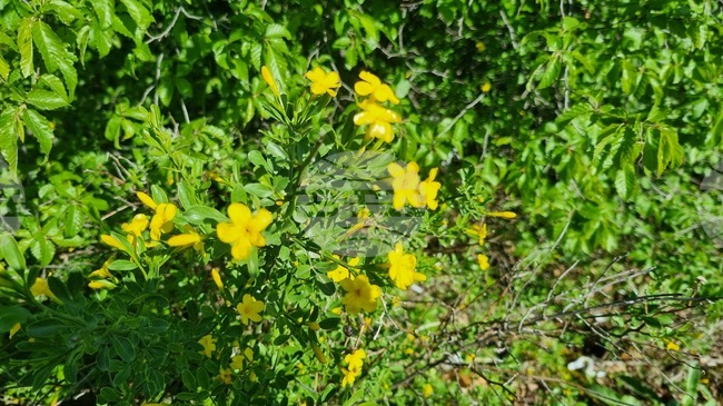 Фестивал на дивите цветя ще се проведе в осем родопски села от 20 до 28 юни