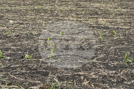 Село Зетьово - градушка - последици