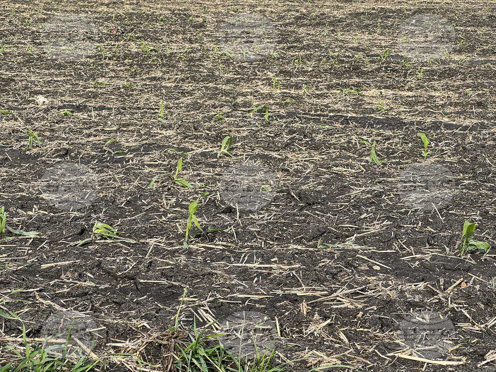 Село Зетьово - градушка - последици