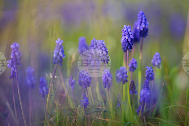 Бургас - пролетни цветя