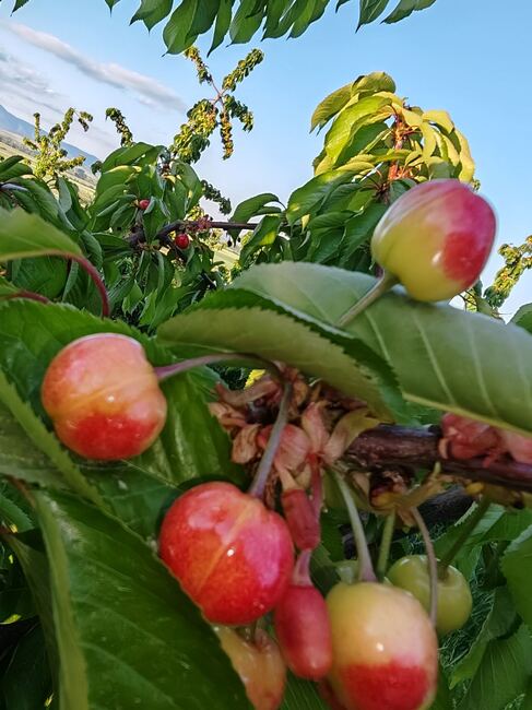 Определени са местата за изкупуване на череши в община Сливен