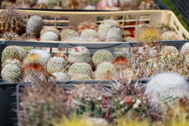 Бургас - „Флора 2024“ - национална изложба на цветя