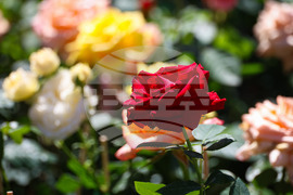 Бургас - „Флора 2024“ - национална изложба на цветя