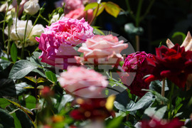 Бургас - „Флора 2024“ - национална изложба на цветя