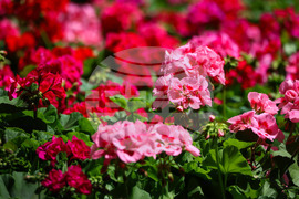 Бургас - „Флора 2024“ - национална изложба на цветя