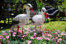 Бургас - „Флора 2024“ - национална изложба на цветя