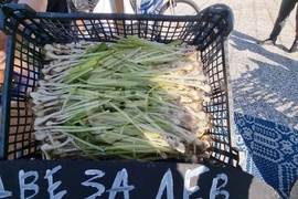 Нова Загора - самардала - празник