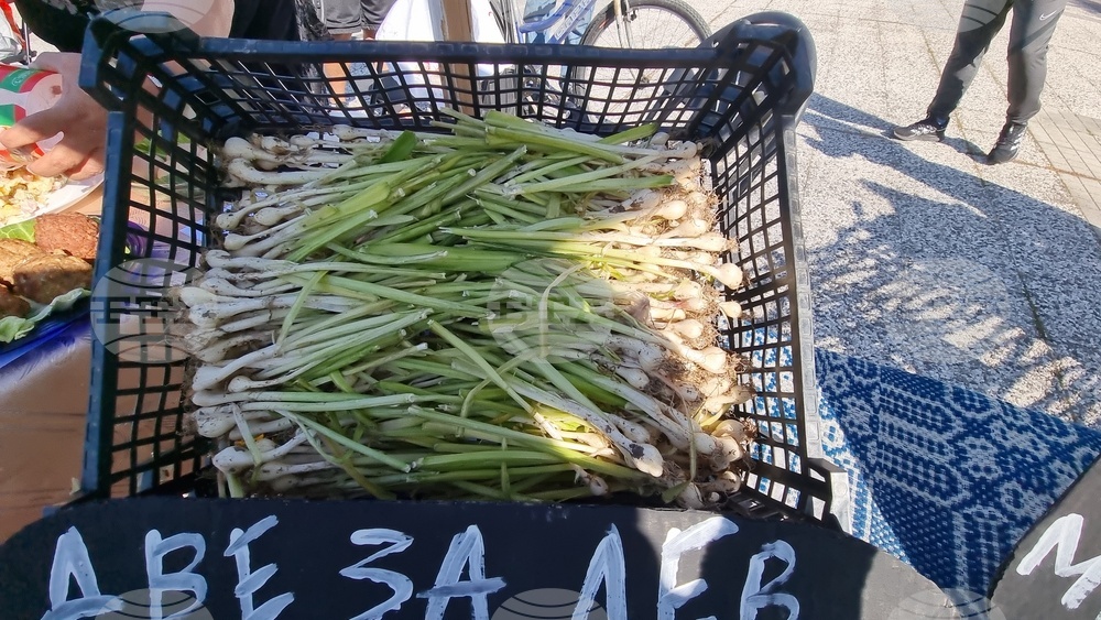 Нова Загора - самардала - празник