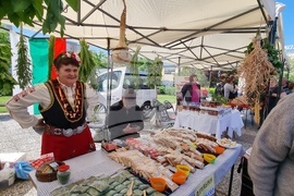 Нова Загора - самардала - празник