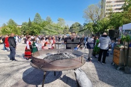 Нова Загора - самардала - празник