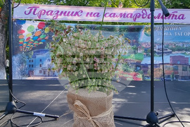 Нова Загора - самардала - празник