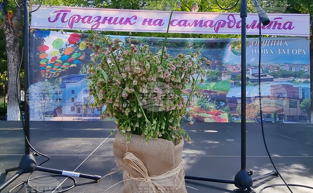 Кулинарна изложба, ревю на носии и фолклорна програма са включени в тазгодишния Празник на самардалата в Нова Загора