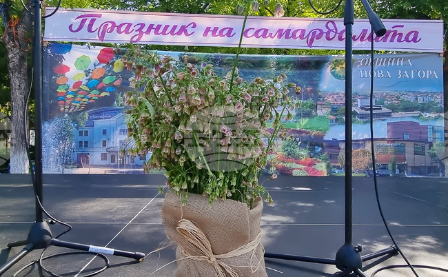 Кулинарна изложба, ревю на носии и фолклорна програма са включени в тазгодишния Празник на самардалата в Нова Загора