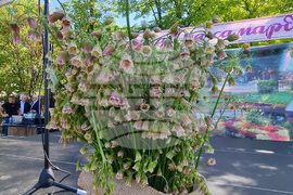 Нова Загора - самардала - празник