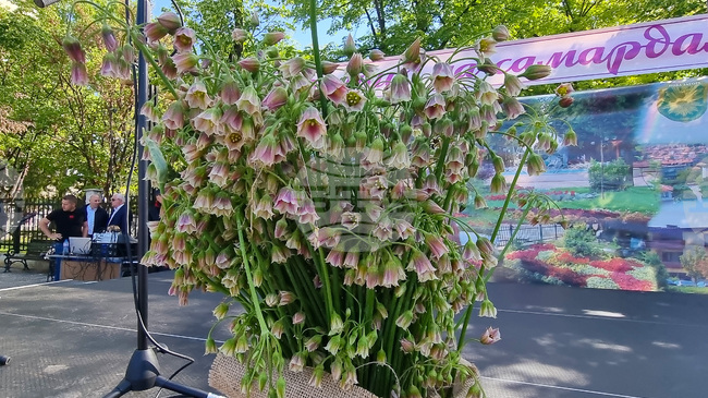 Кулинарно шоу, фолклор и изложение на местни продукти са включени в празника на подправката самардала в Нова Загора