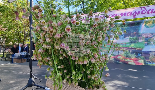 За 11-и път в гурковското село Конаре организират Фестивал на самардалата