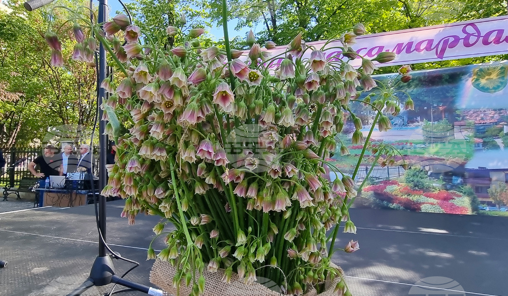 Нова Загора - самардала - празник