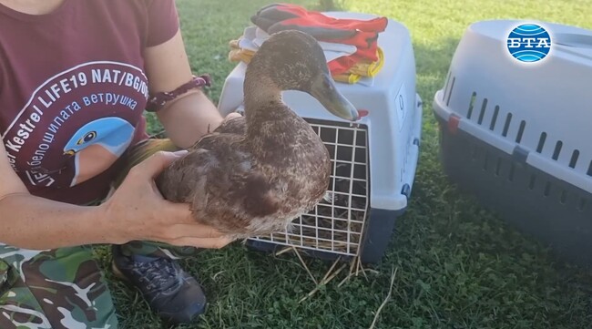 Старозагорски деца пуснаха във водите на езерото „Загорка“ зеленоглави патета