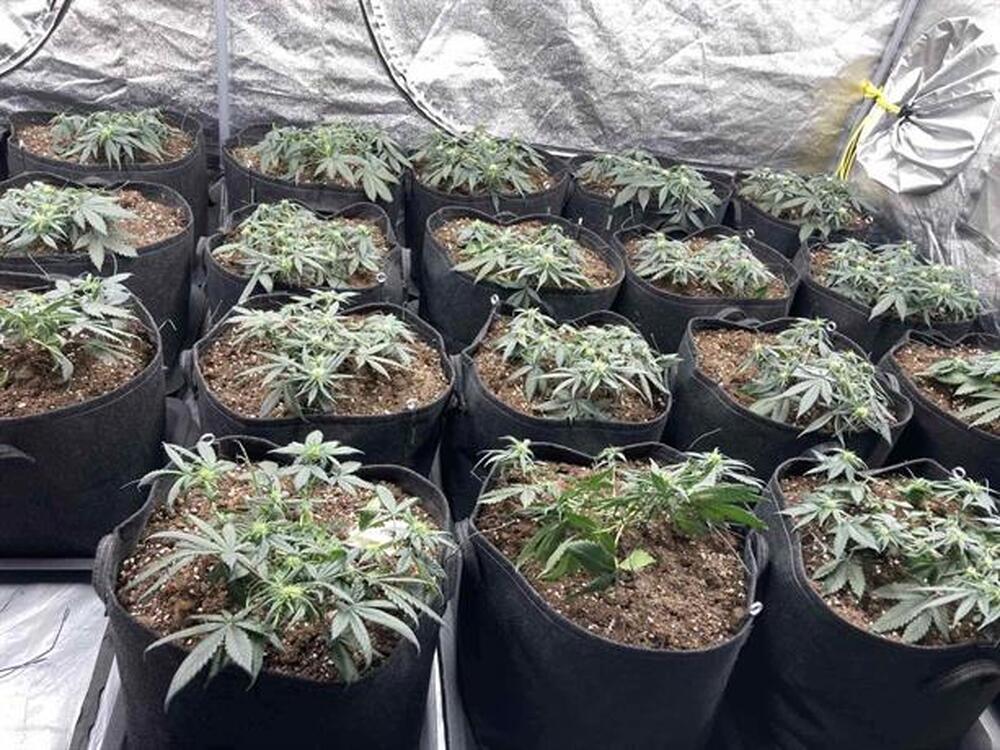Модерно оборудвана оранжерия за отглеждане на канабисови растения разкриха служители на ГДБОП  