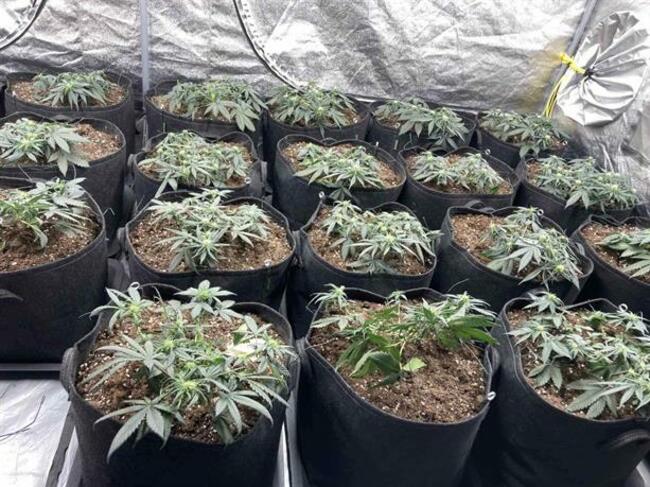 Модерно оборудвана оранжерия за отглеждане на канабисови растения разкриха служители на ГДБОП