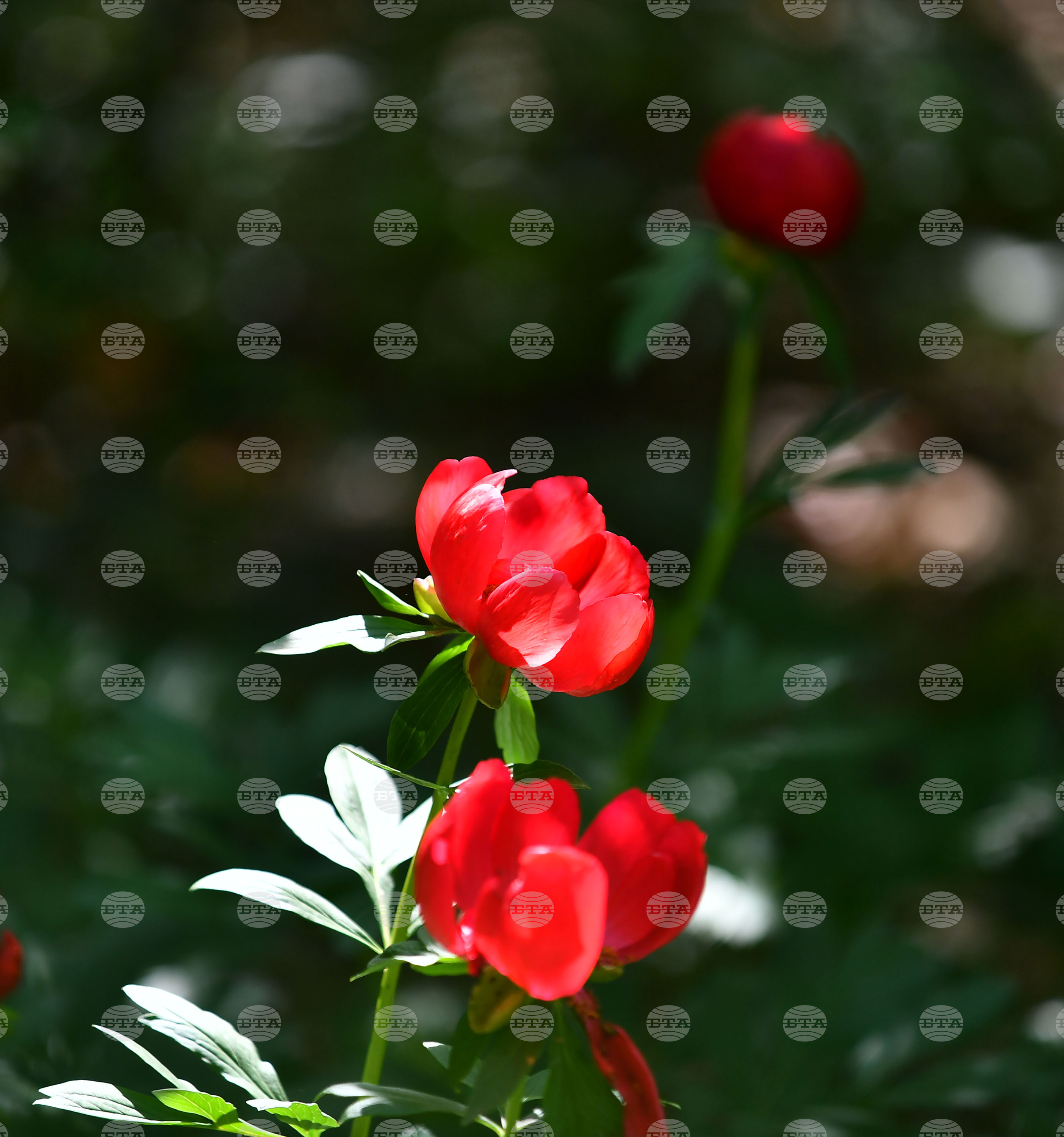 Село Божурово - божури