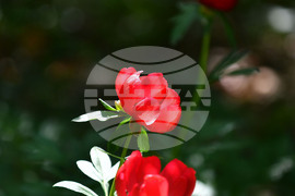 Село Божурово - божури