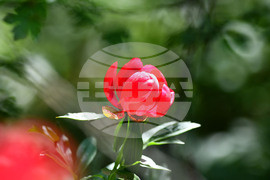 Село Божурово - божури