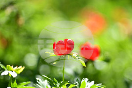 Село Божурово - божури