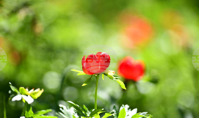 Село Божурово - божури