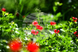 Село Божурово - божури