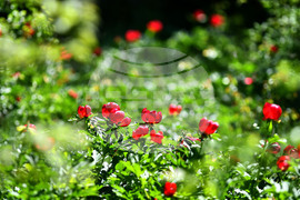 Село Божурово - божури