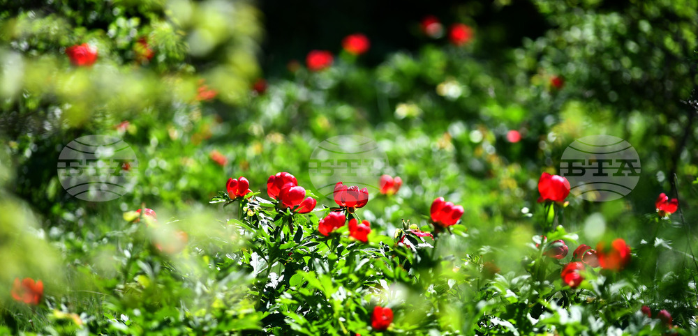 Село Божурово - божури