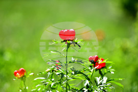 Село Божурово - божури