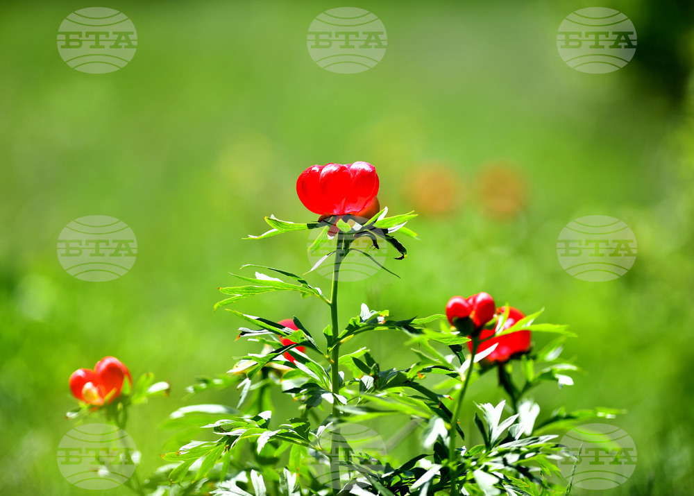 Село Божурово - божури