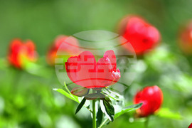 Село Божурово - божури