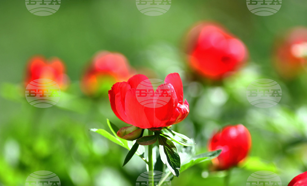 Село Божурово - божури