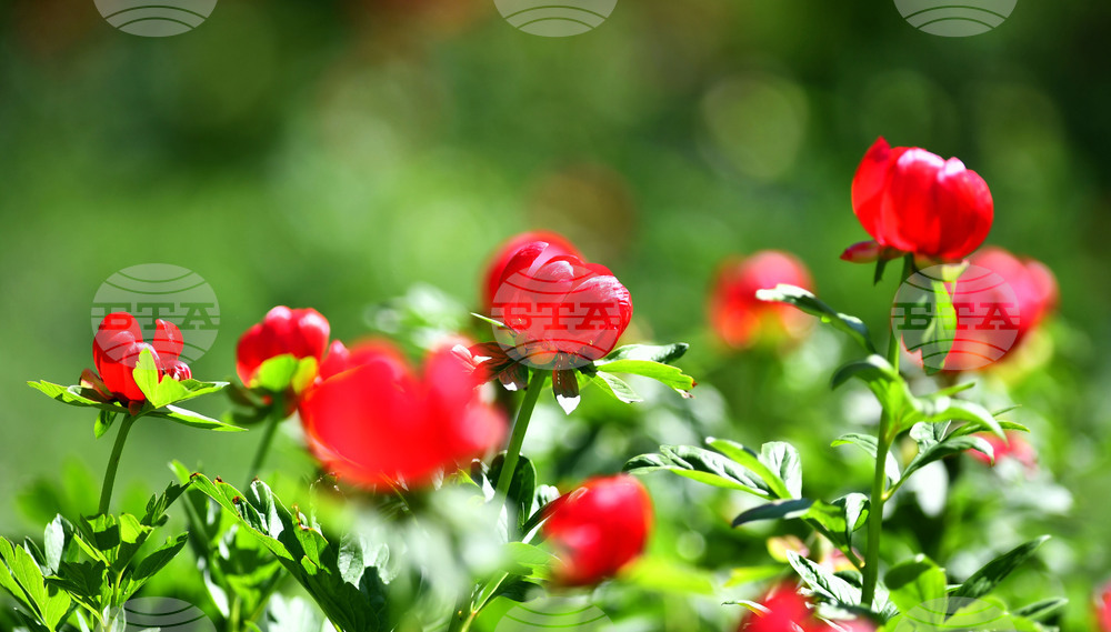 Село Божурово - божури