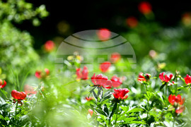 Село Божурово - божури