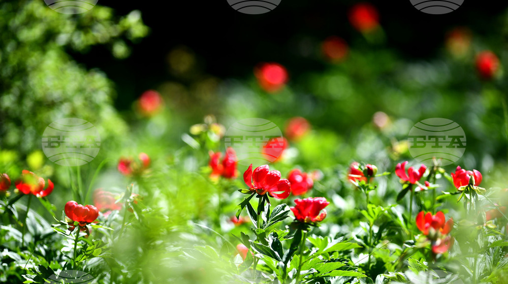 Село Божурово - божури