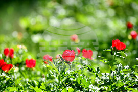 Село Божурово - божури