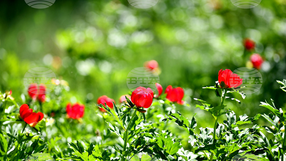 Село Божурово - божури