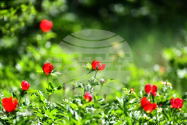 Село Божурово - божури