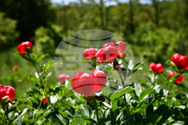 Село Божурово - божури