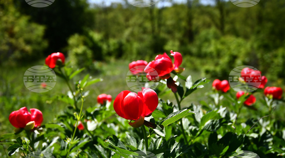 Село Божурово - божури