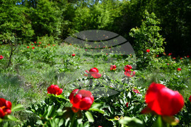 Село Божурово - божури