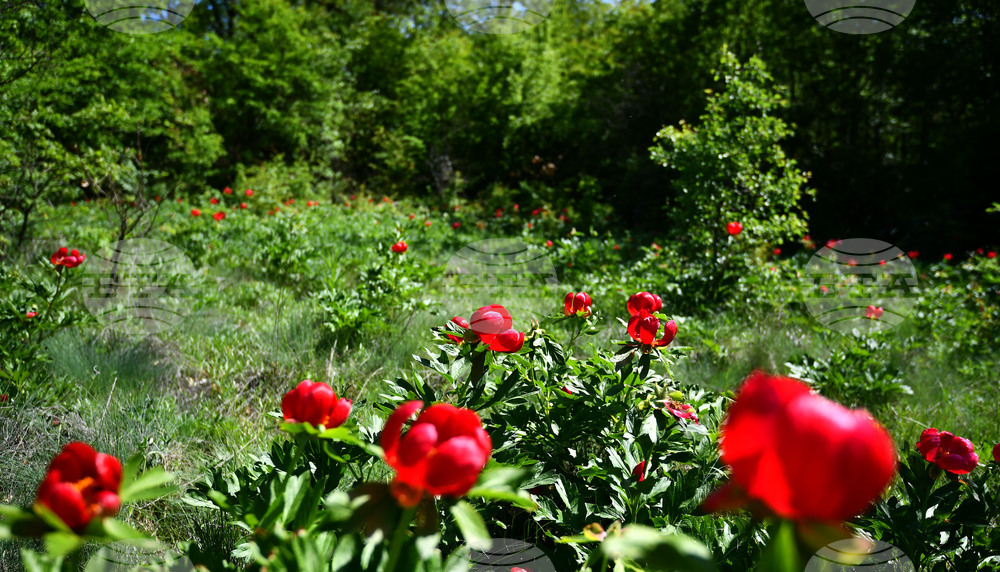 Село Божурово - божури
