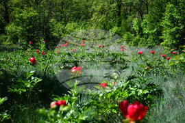 Село Божурово - божури