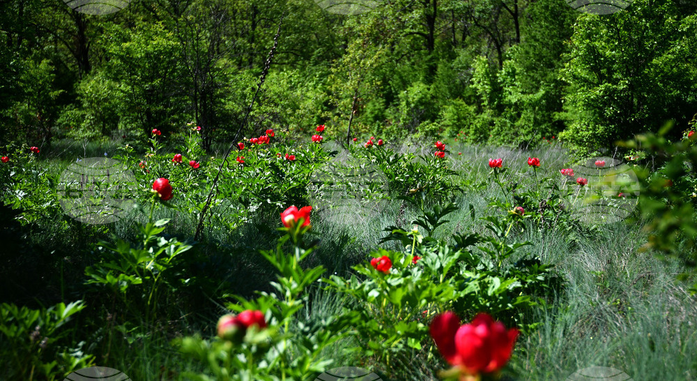Село Божурово - божури